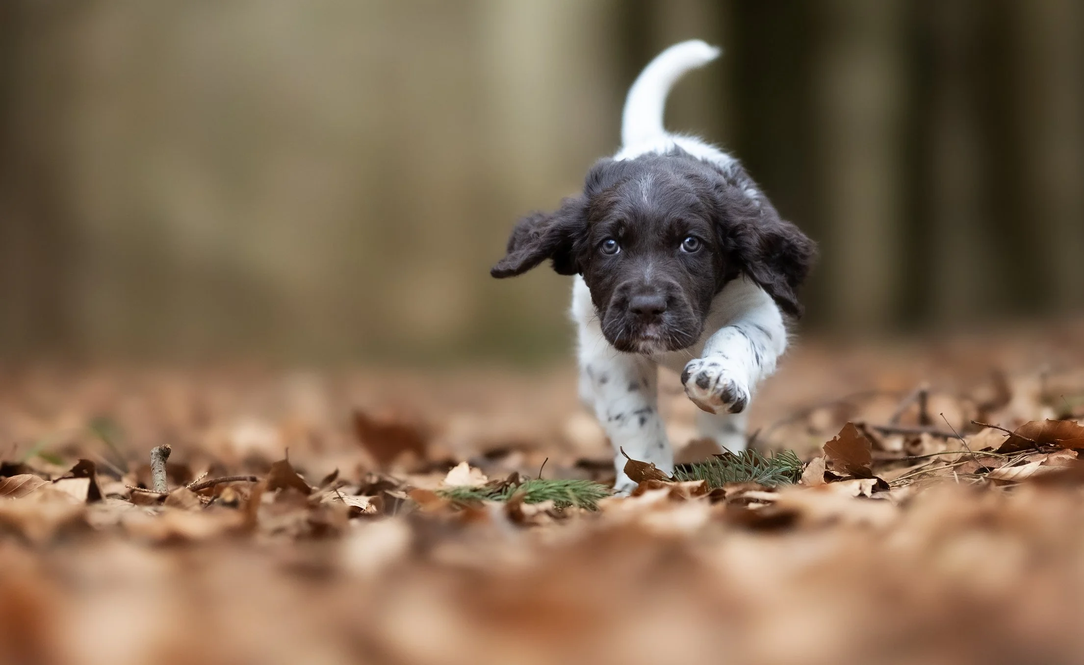 Ein Welpe läuft durch herbstliche Blätter auf dem Waldboden, umgeben von Bäumen.