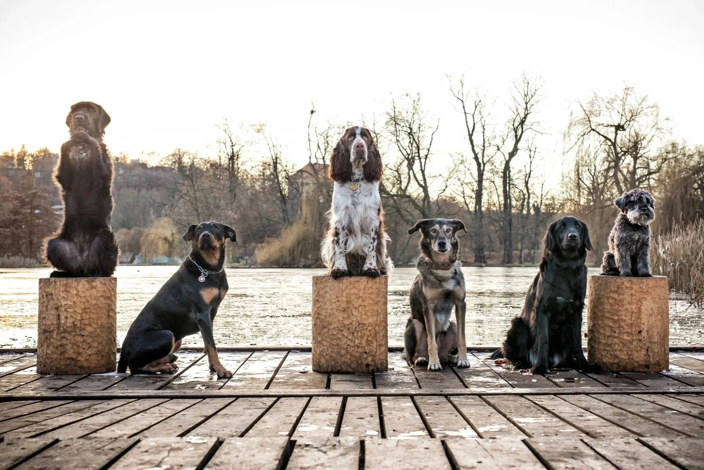 Sechs Hunde sitzen ruhig auf einem Holzdeck am Teich vor kahlen Bäumen im Hintergrund, einige auf dem Boden, einige auf Betonpfeilern