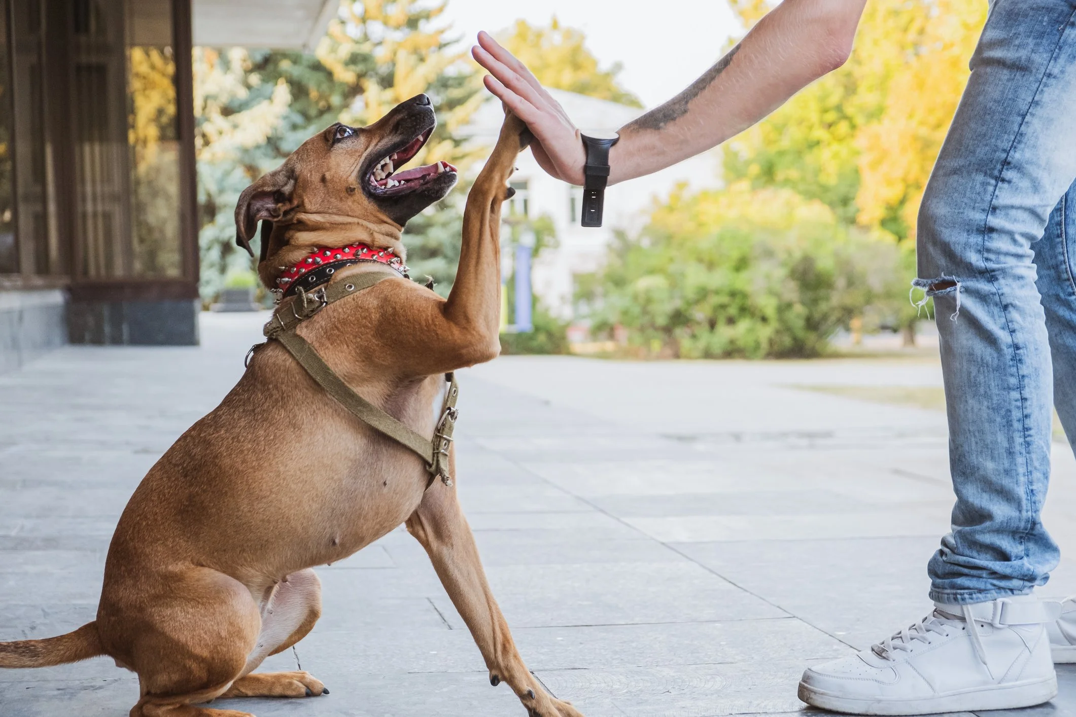 Ein brauner Hund und sein Halter geben sich ein High Five.