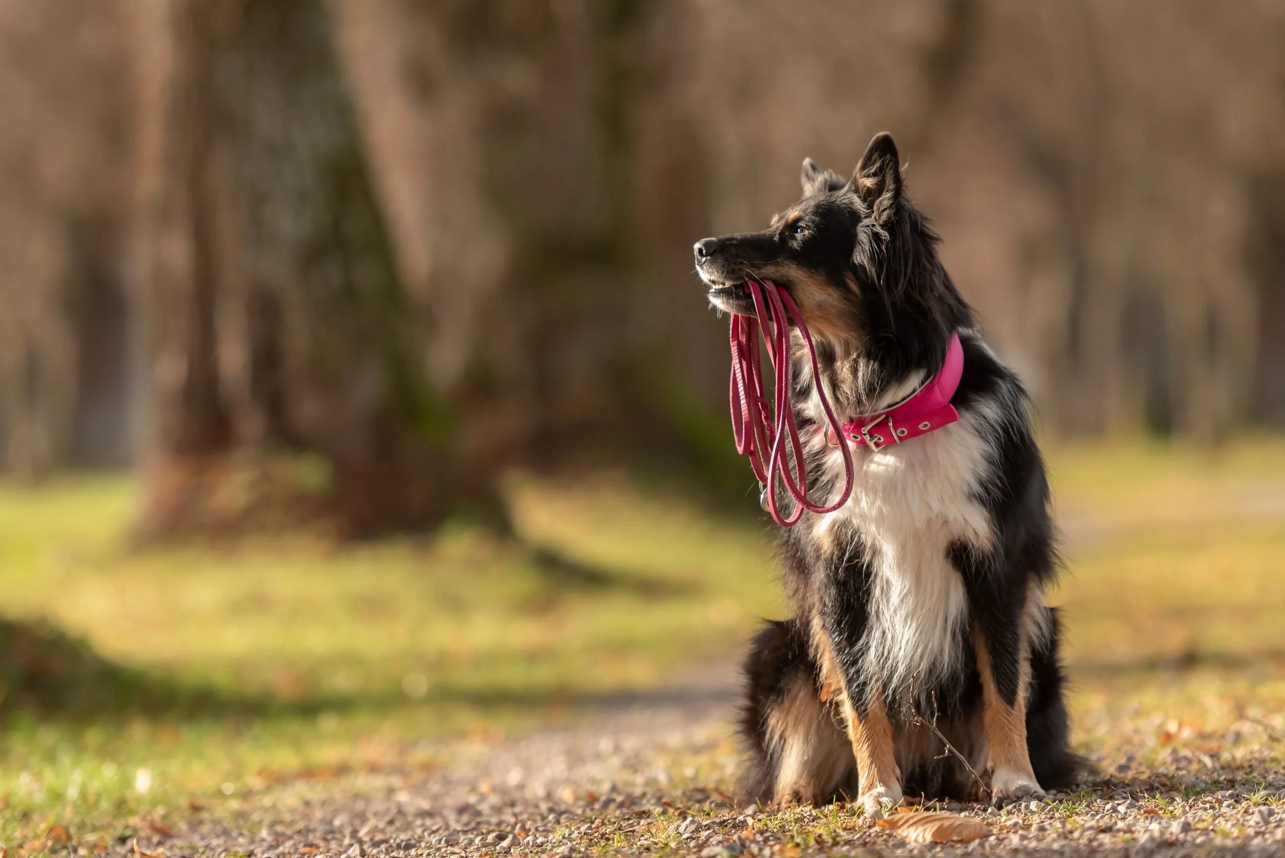 Hund mit rosa Halsband sitzt im Park, hält seine Leine im Maul, im Hintergrund Bäume und grünes Gras.
