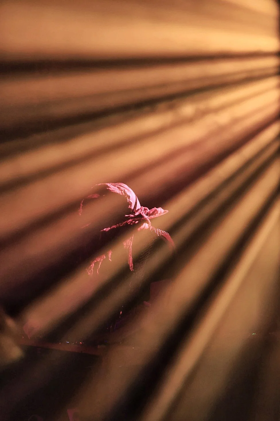 Close-up of a guitar with pinkish lighting, seen through wooden slats.