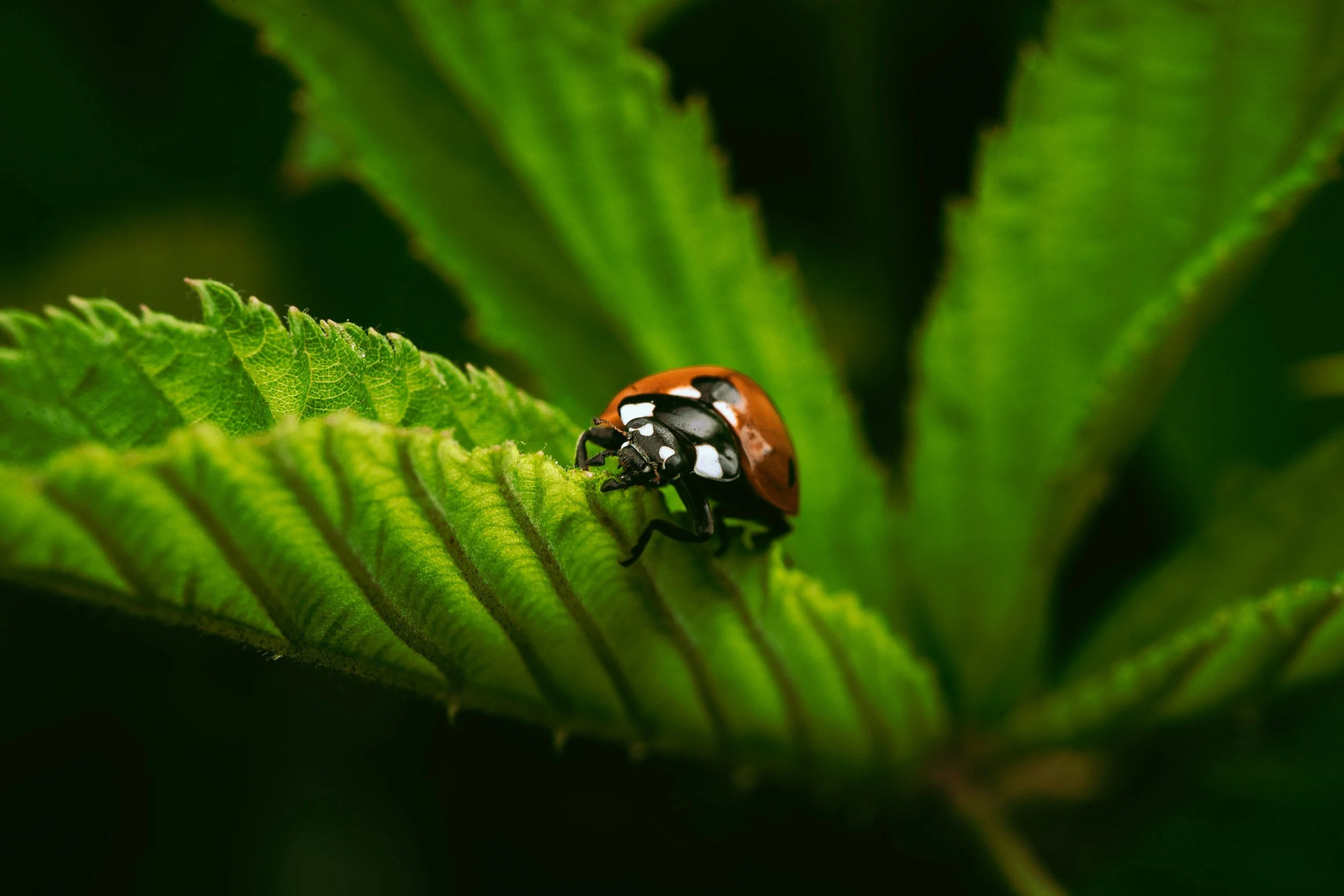 Close-up of a ladybug on a green leaf in a garden.