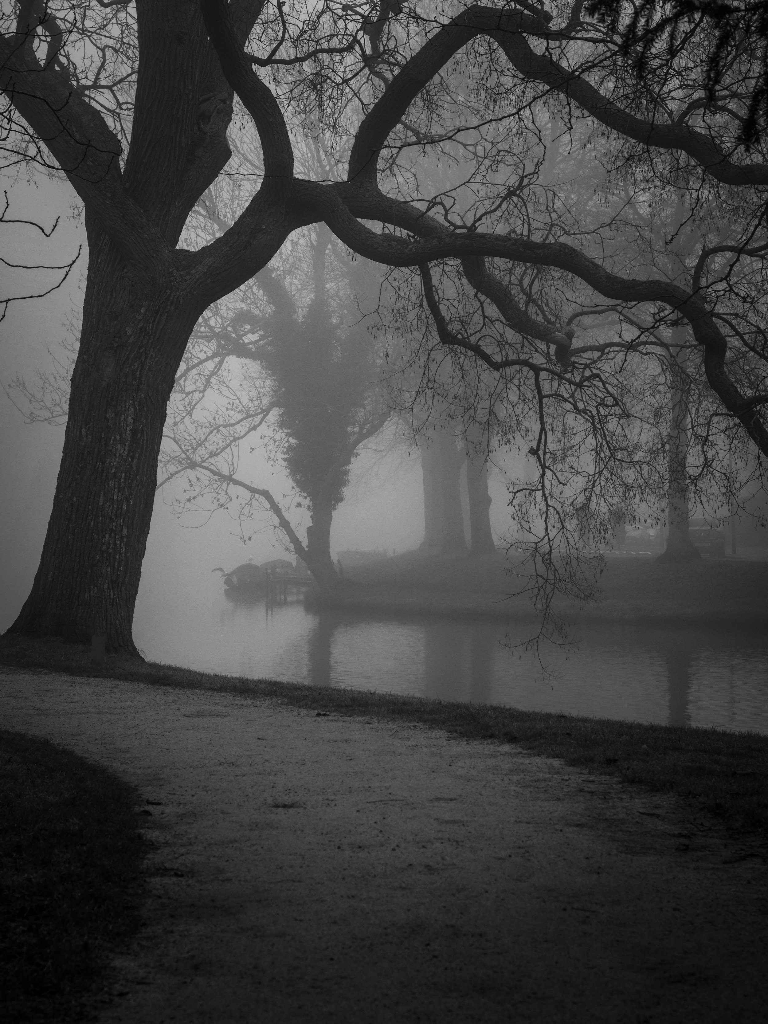 A foggy scene in a park with bare trees and a body of water. The ground is a dirt path with grass on the sides.