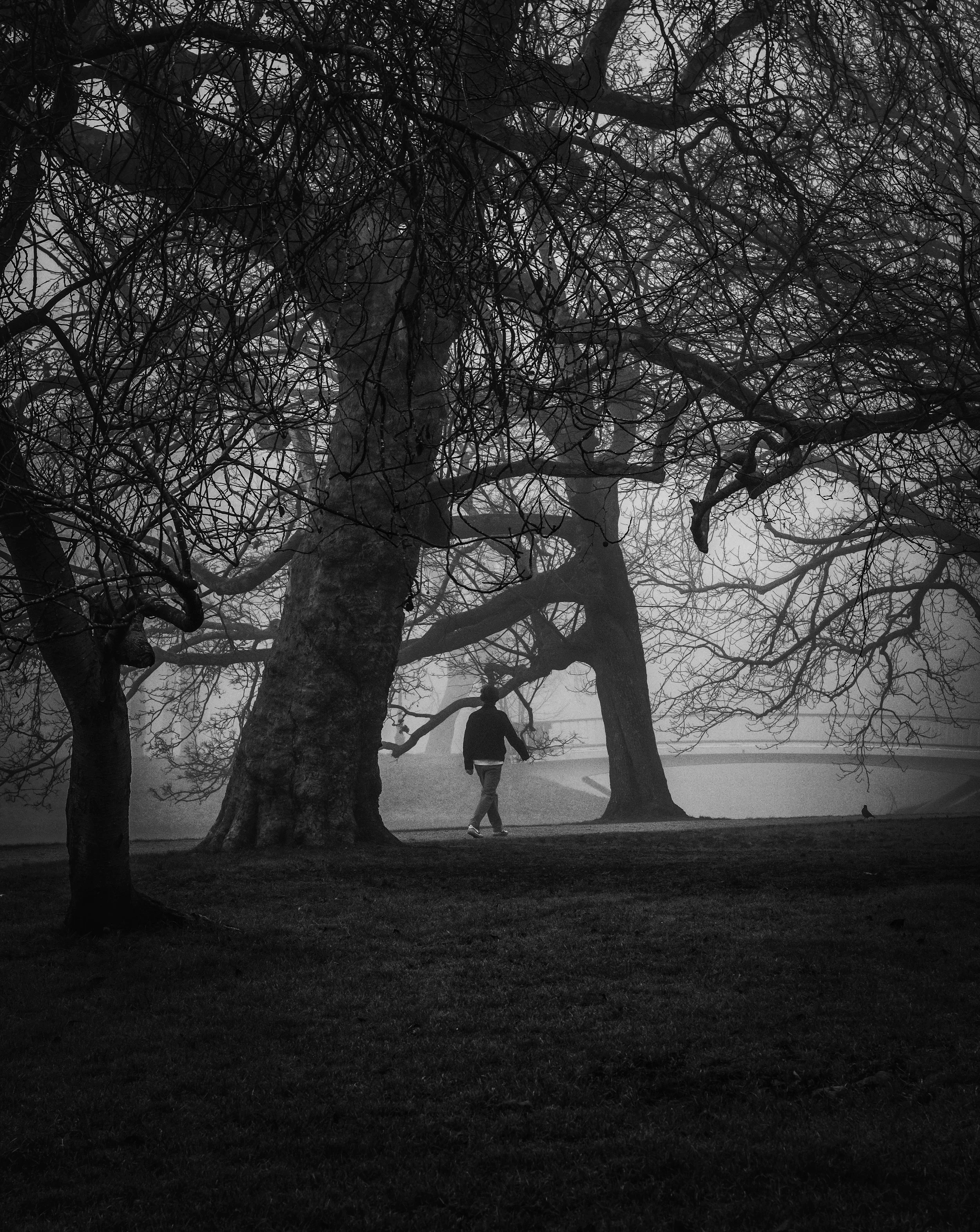 A person walking under leafless trees on a foggy day in black and white.