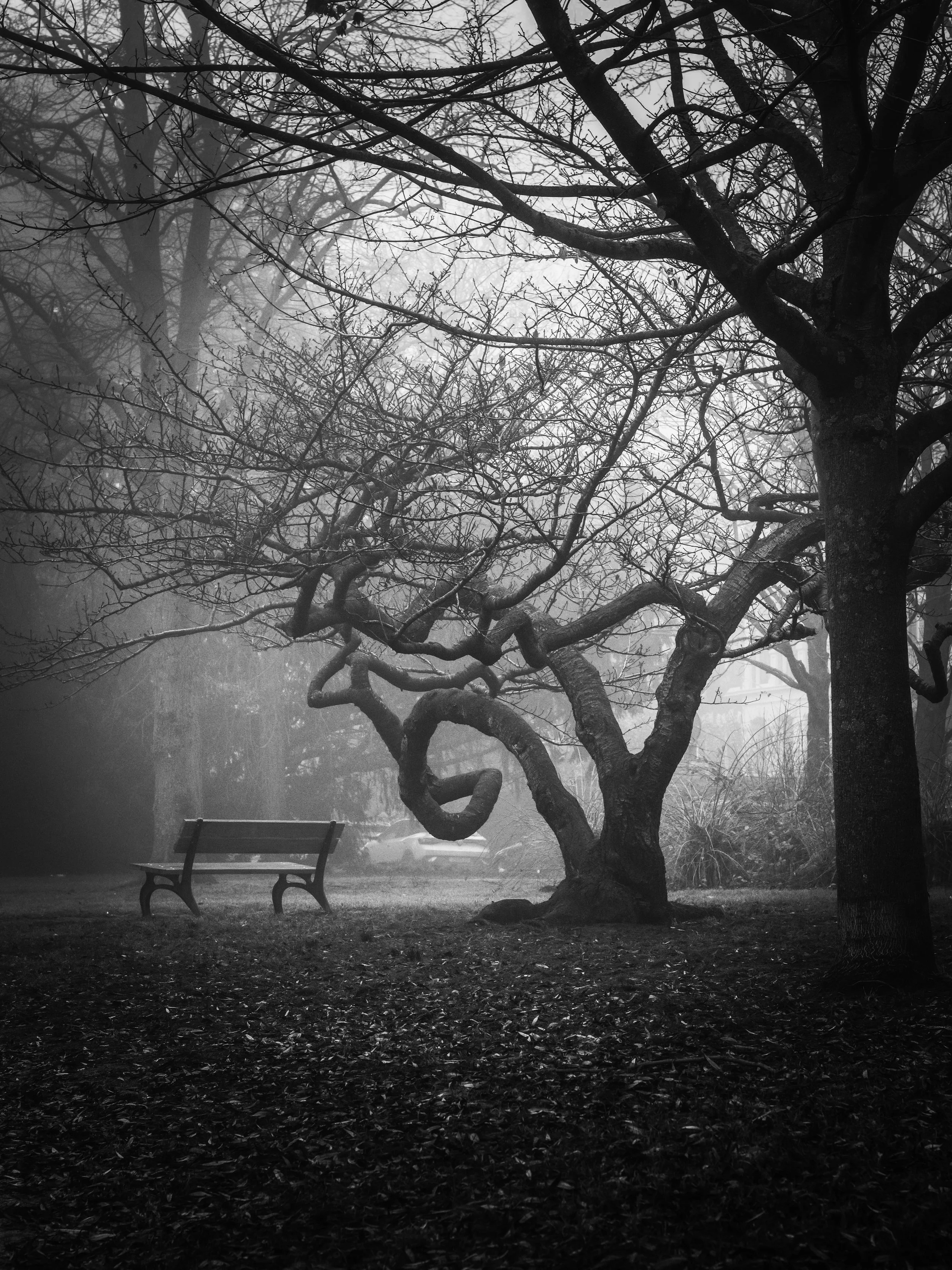 A black and white photograph of a leafless tree with twisted branches in a foggy park. There is a park bench in the foreground, and the ground is covered with fallen leaves.