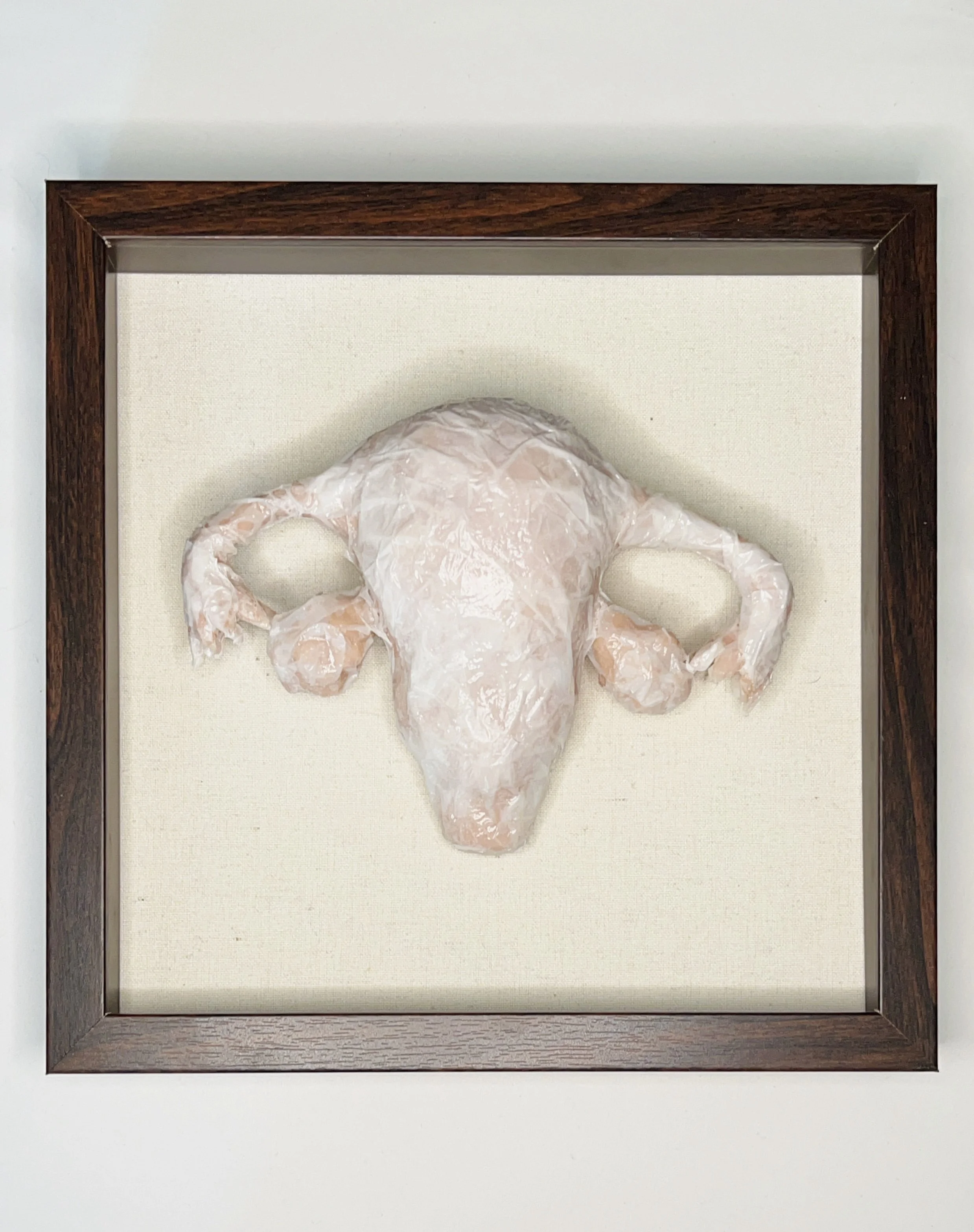 Plastic Uterus.jpg