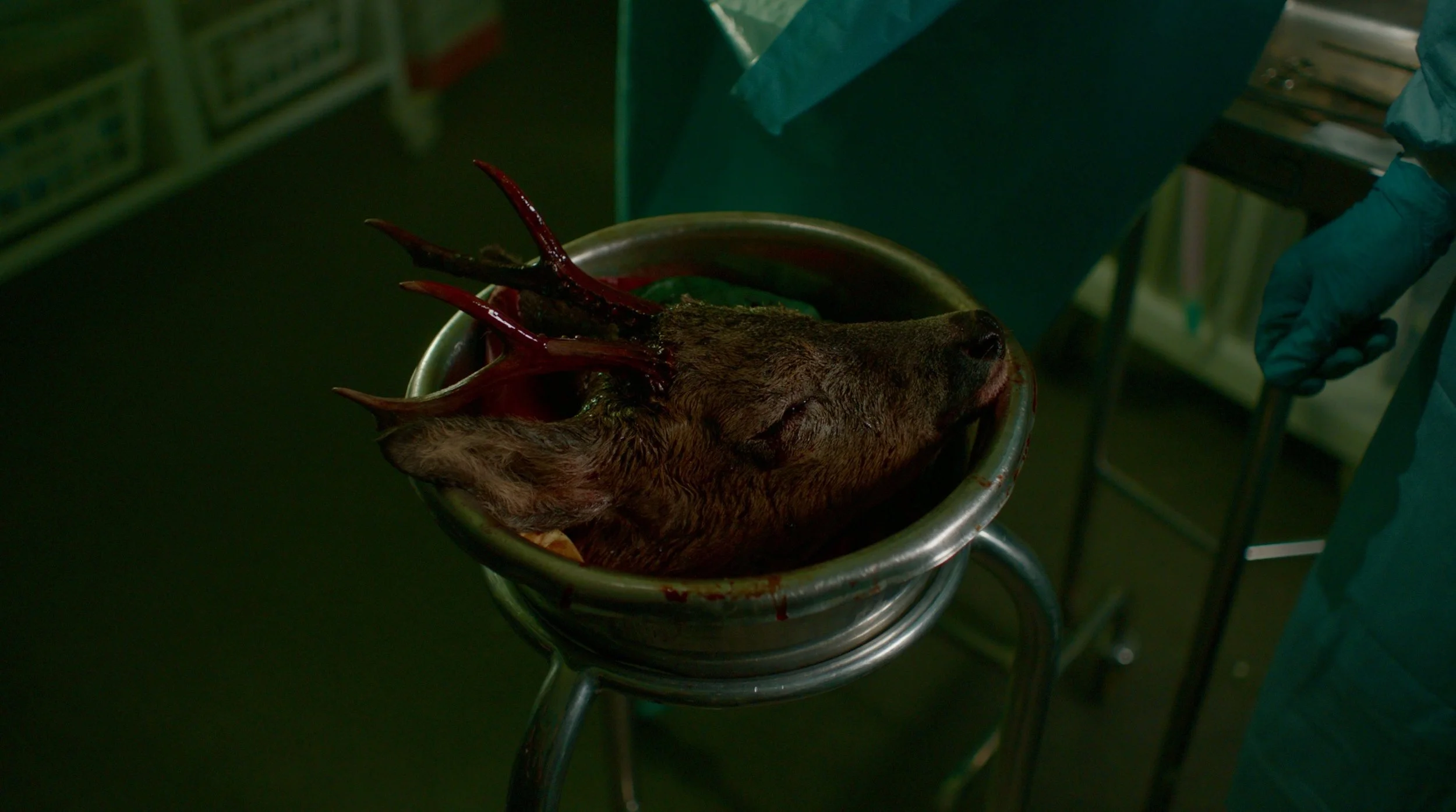 A deer head with antlers lying in a metal container in a clinical setting, with a person wearing blue gloves standing nearby.