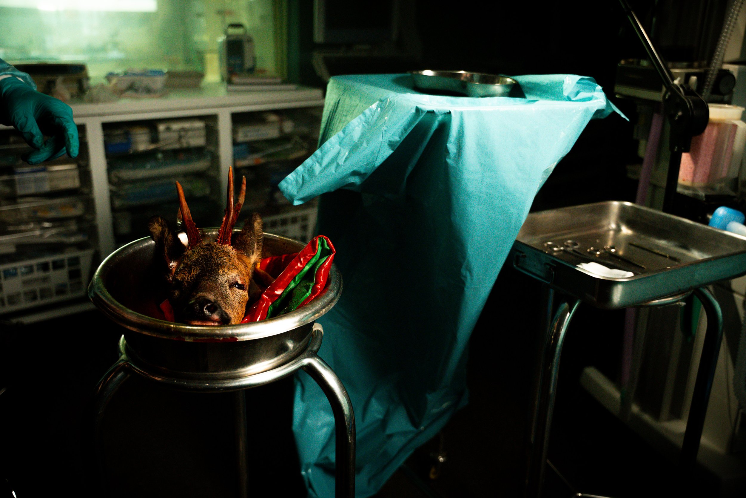 A dog with antlers is lying in a metal bowl in a veterinary operating room, with surgical equipment and supplies in the background.