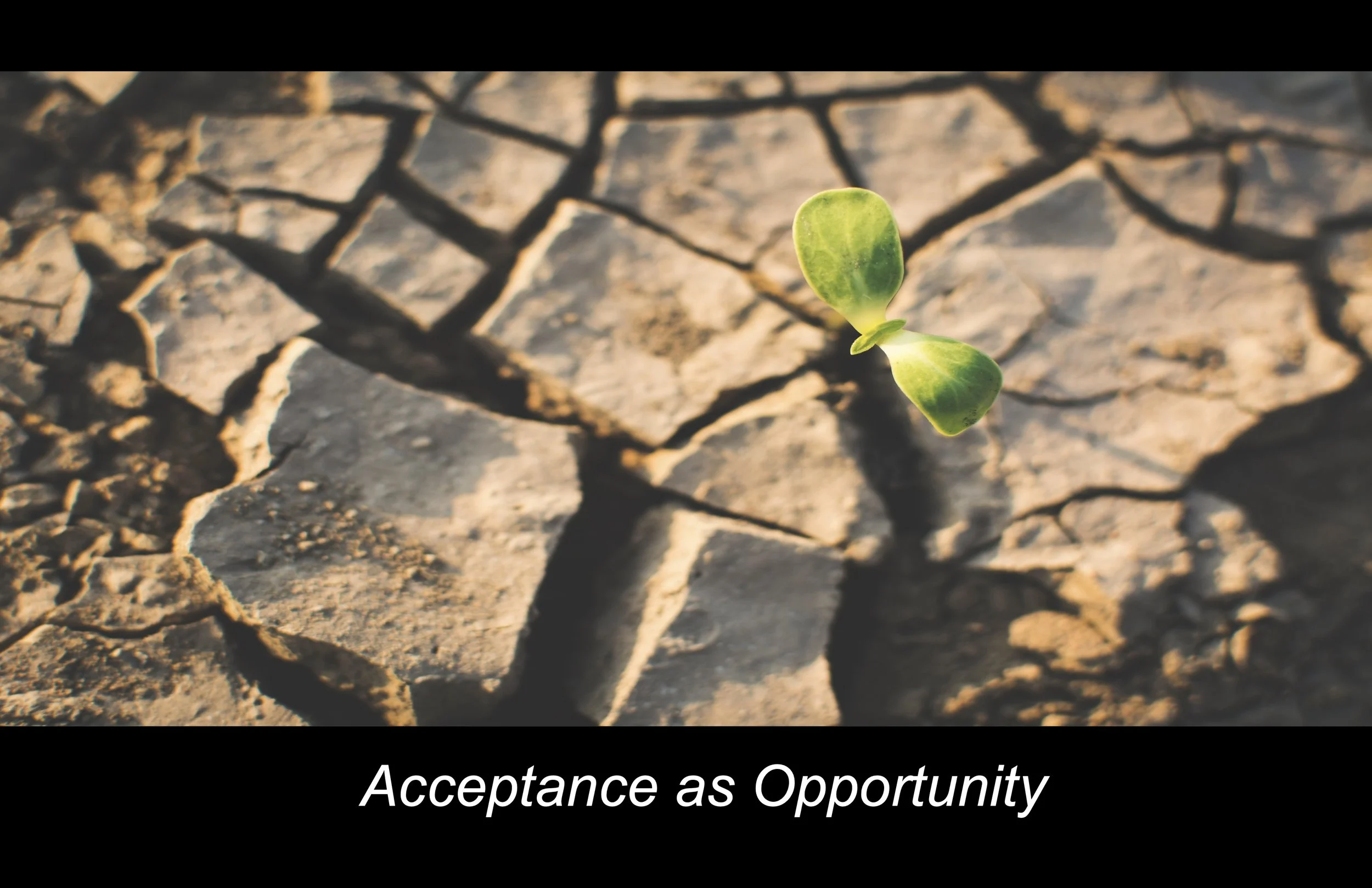 A small green sprout growing through cracked dry earth with the text 'Acceptance as Opportunity' at the bottom.