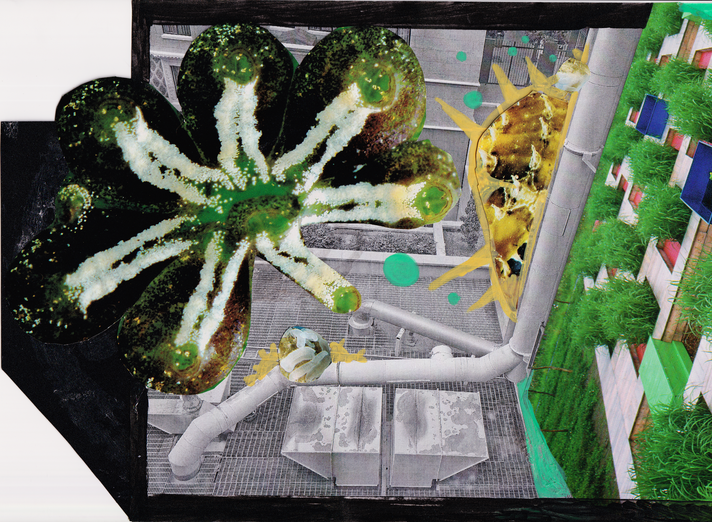 Collage (3).png