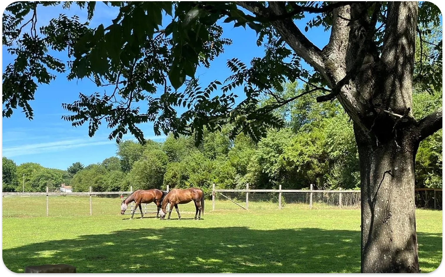 Sanctuary horses grazing in a green meadow under a blue sky