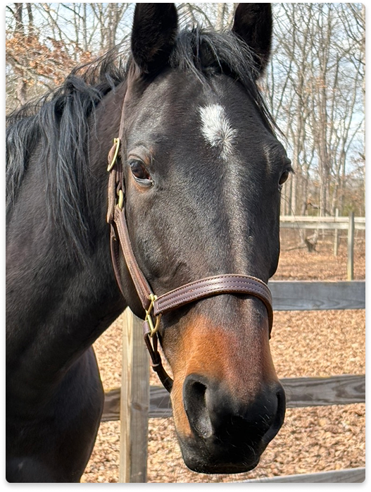 Standardbred rescue horse named Ben looking at the camera