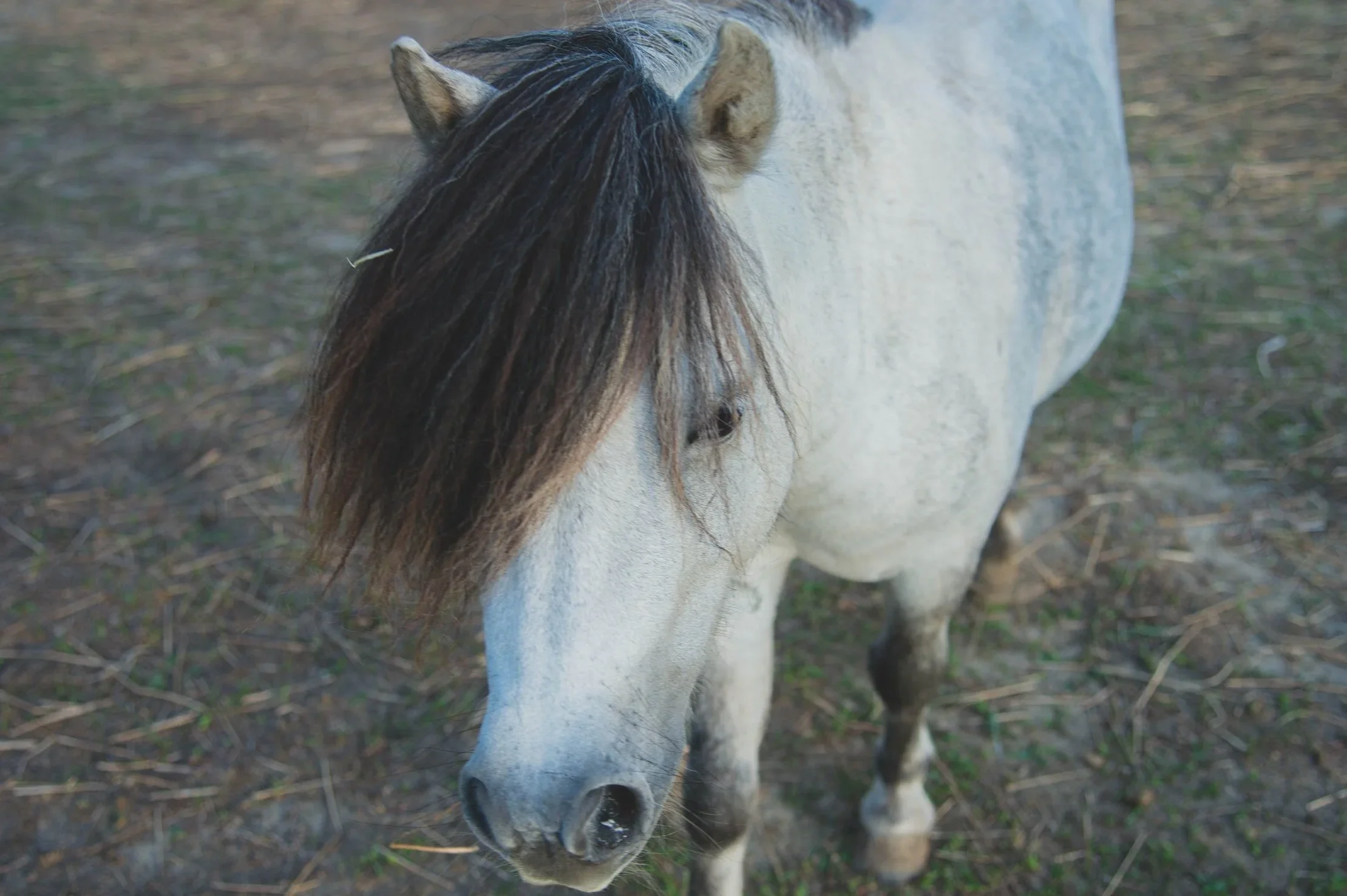 Nick the white rescued mini