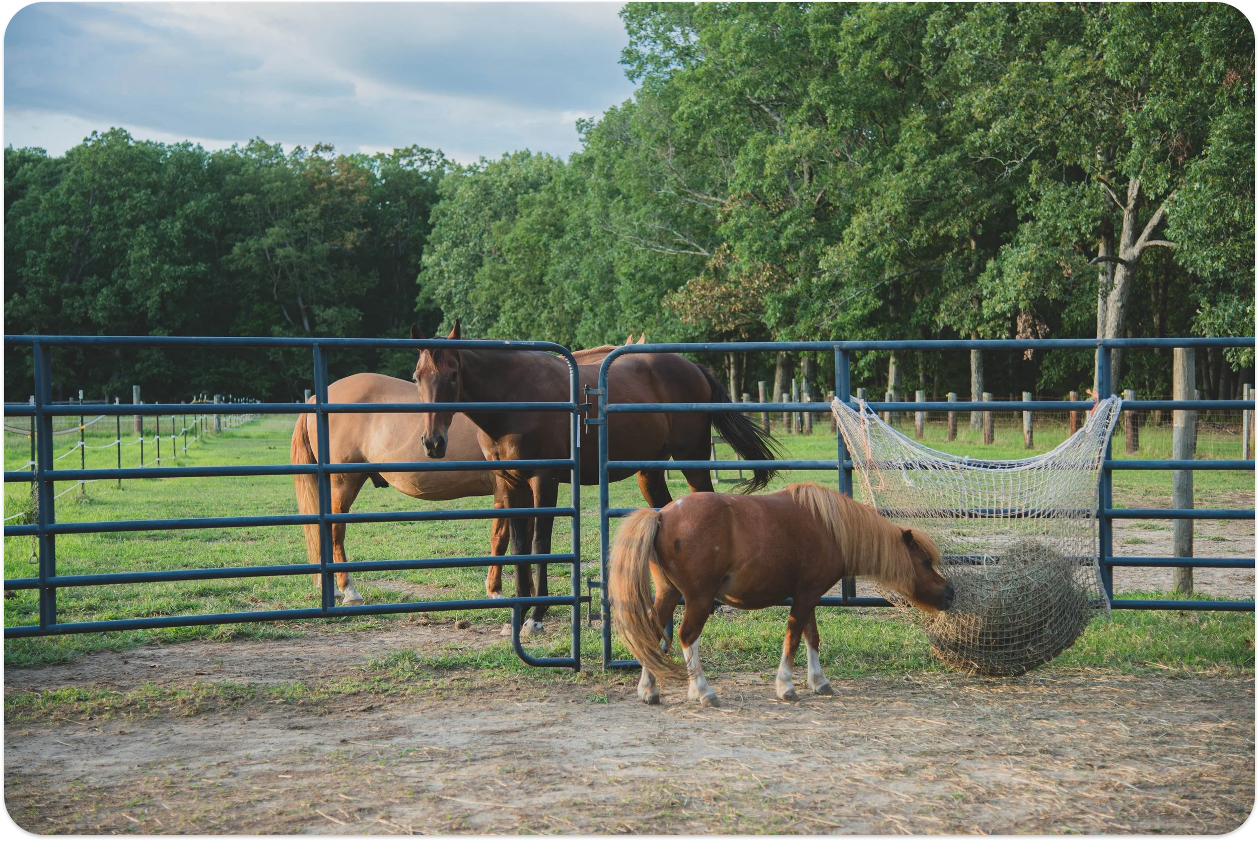 Brown and tan horses grazing and standing behind a blue metal fence in a green paddock with trees and cloudy sky in the background.