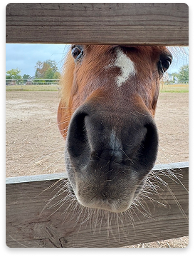 Meadow Run Rescue and Sanctuary rescued horse named Beau