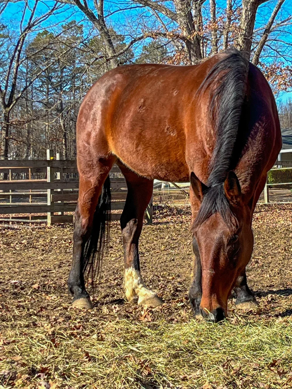 Standardbred rescue named Sarah grazing in a field