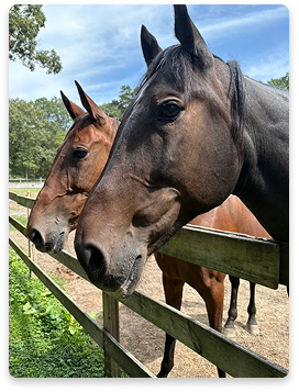 Meadow Run Rescue and Sanctuary horses looking over a wooden fence
