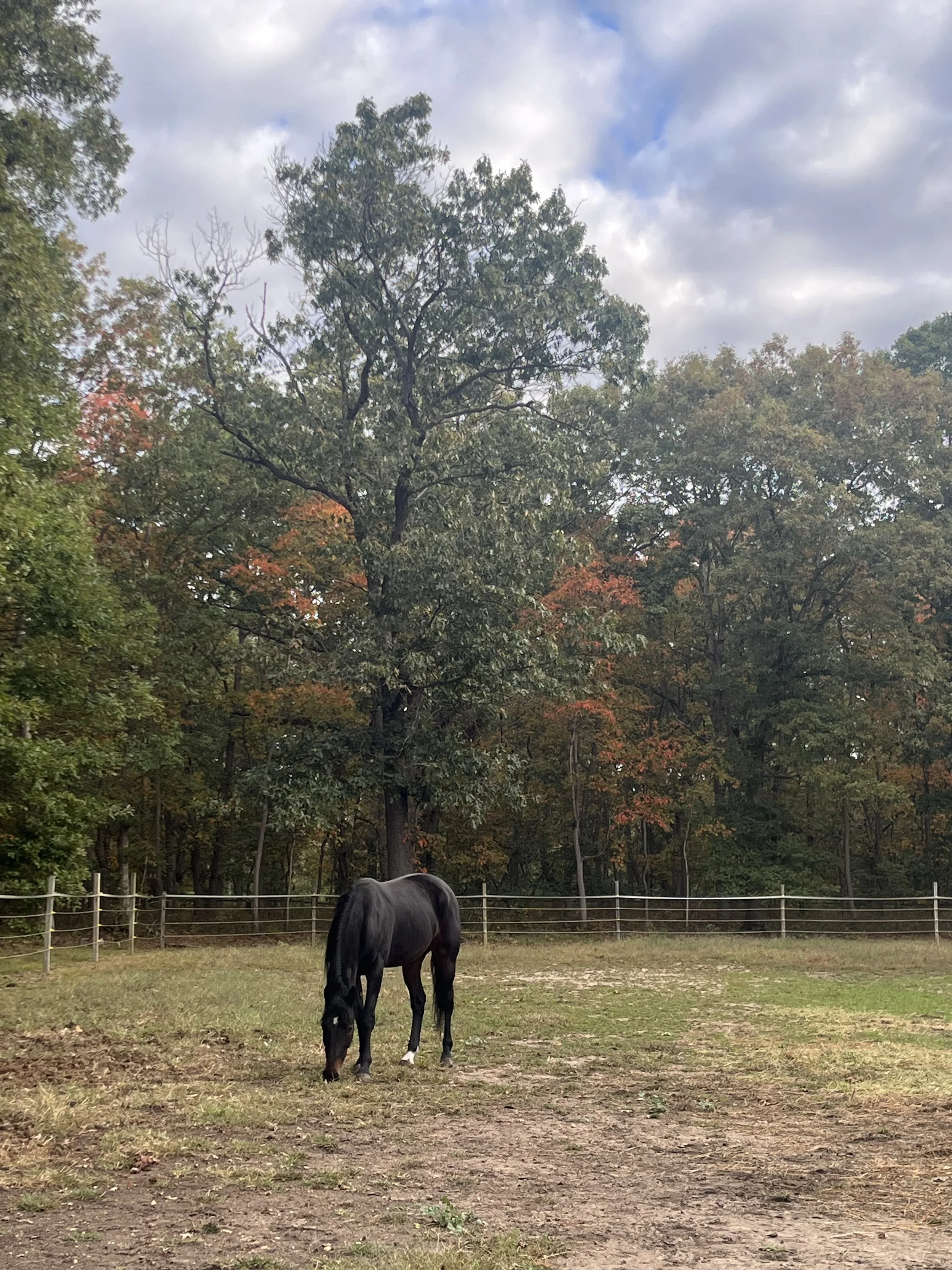A black horse grazing in a fenced grassy field with trees displaying fall foliage and a partly cloudy sky in the background.