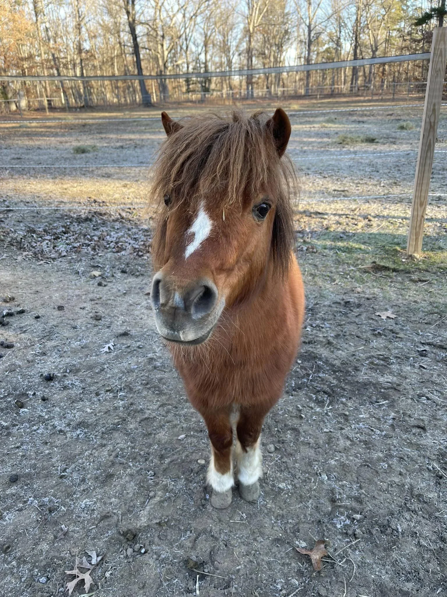 Beau the brown rescued miniature horse