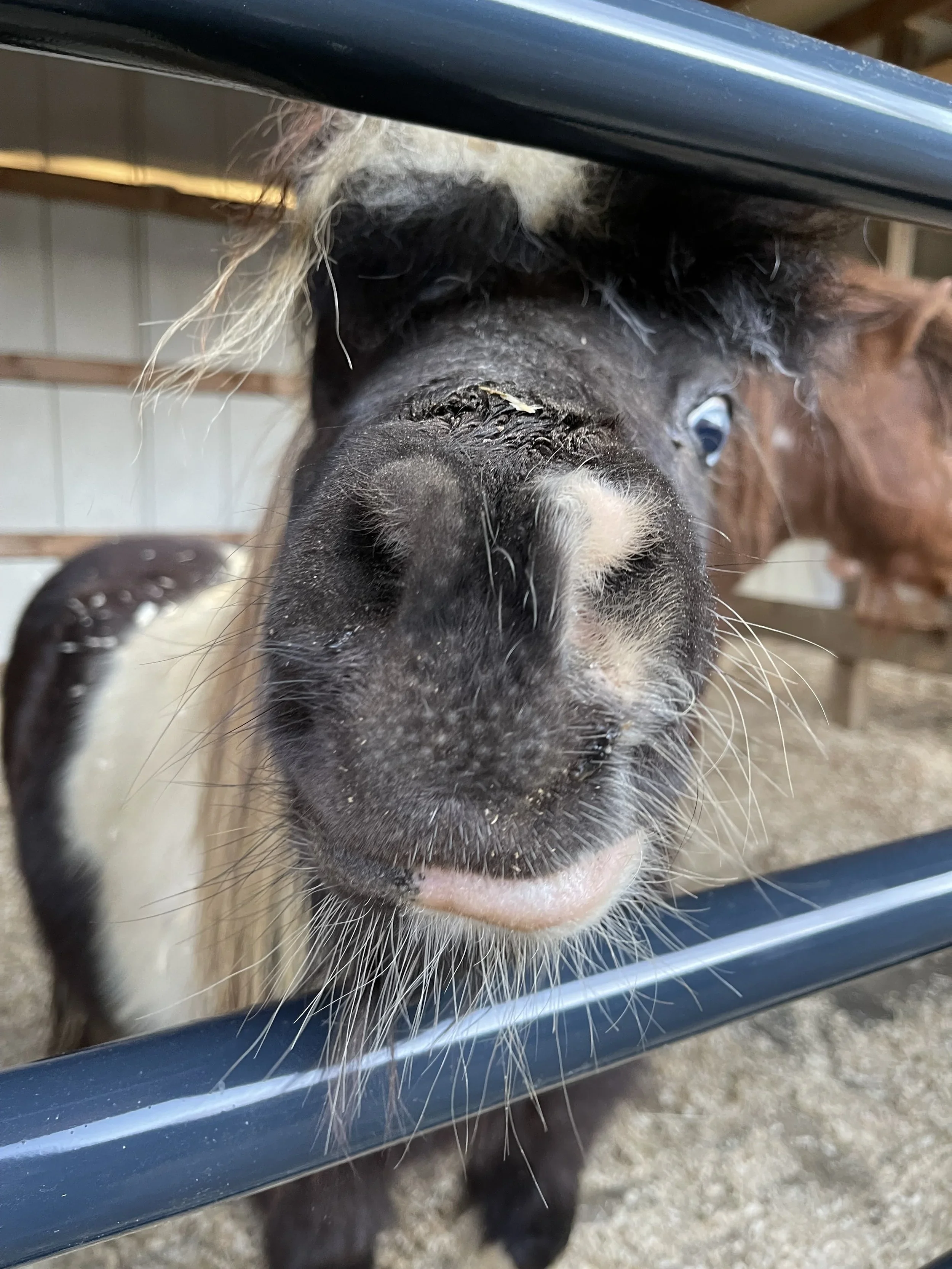 Patrick the black and white rescued mini