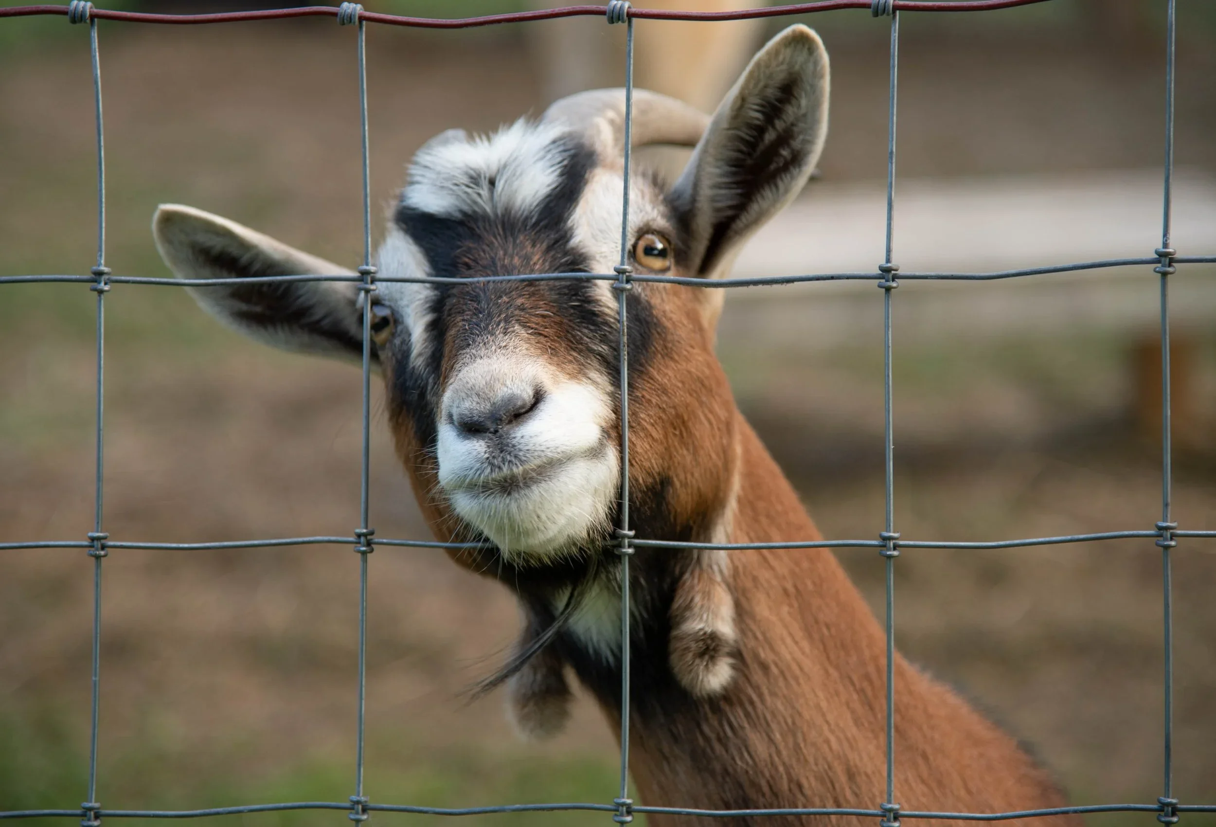 Meadow Run Rescue and Sanctuary's Larry the goat