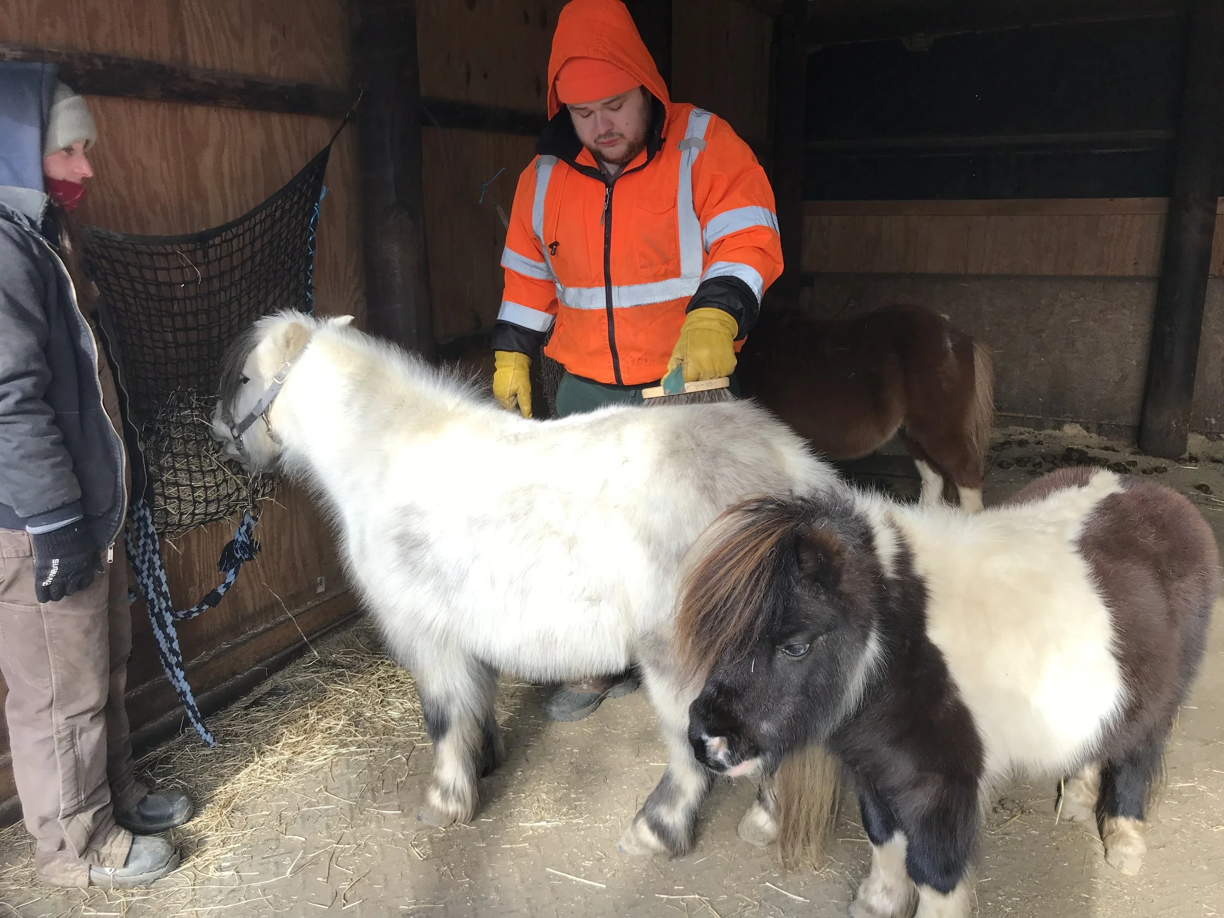 Meadow Run Rescue and Sanctuary farm crew grooming mini horse