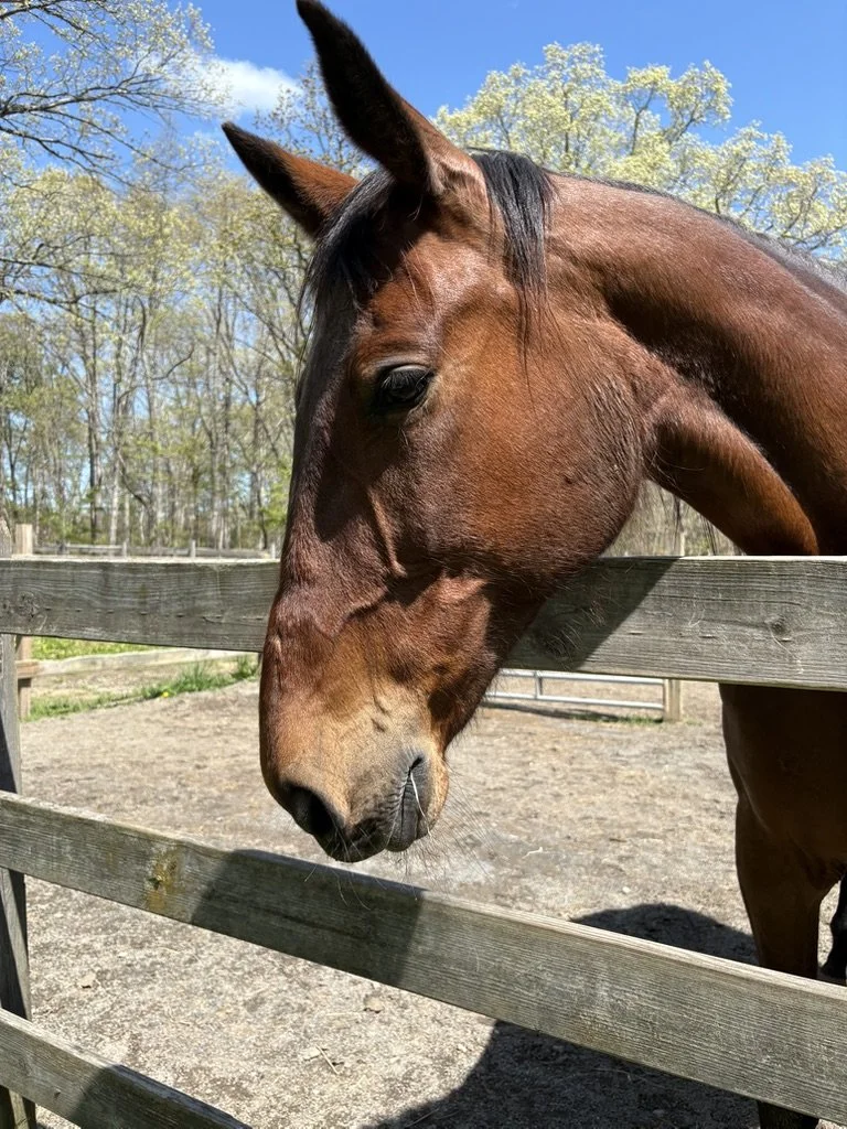 Standardbred rescue horse named Minnie looking beautiful