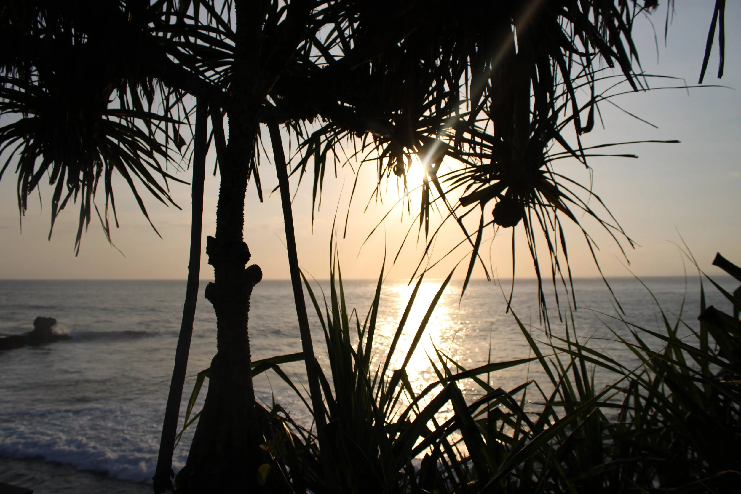 Through the Palms