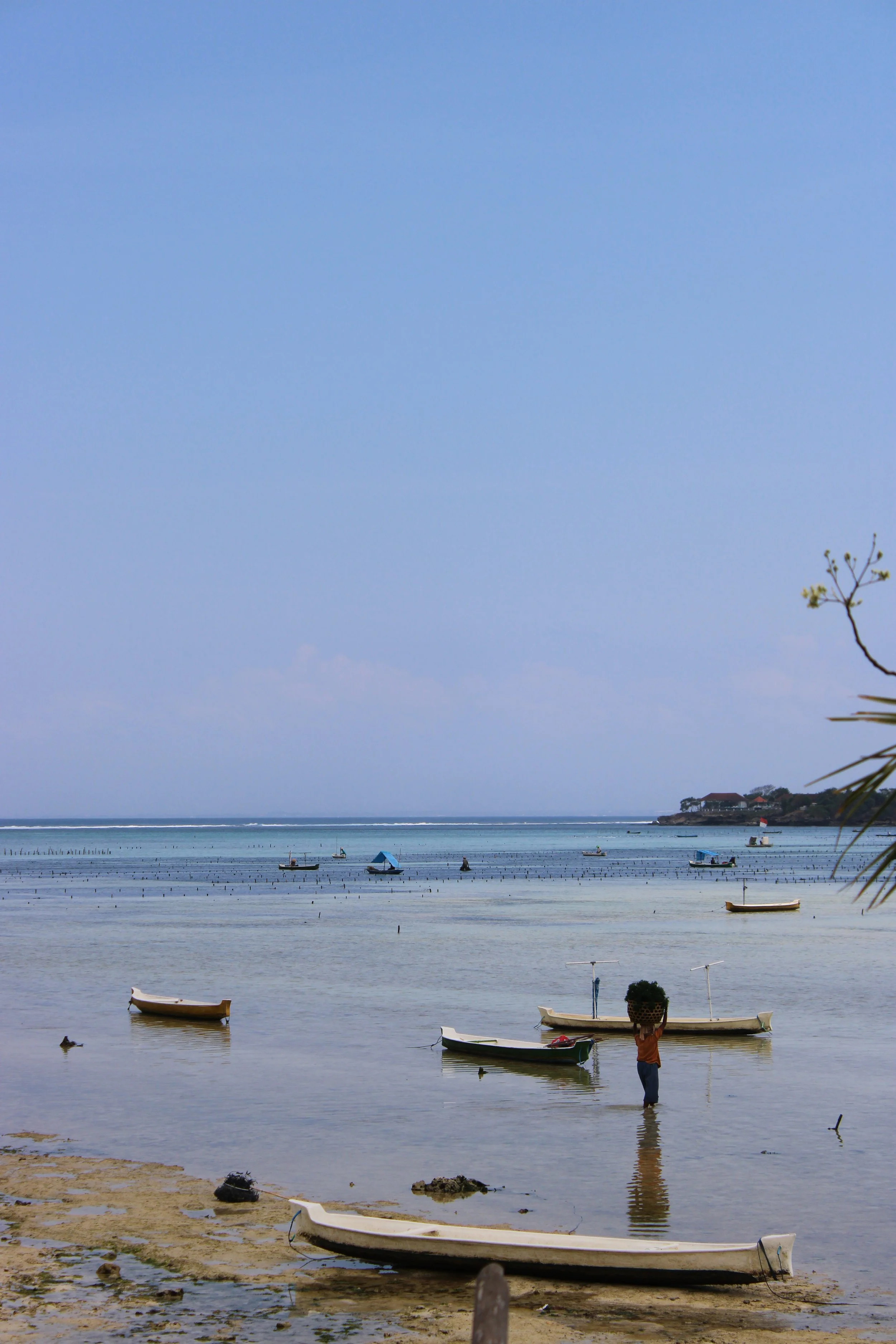 Harvest at Low Tide