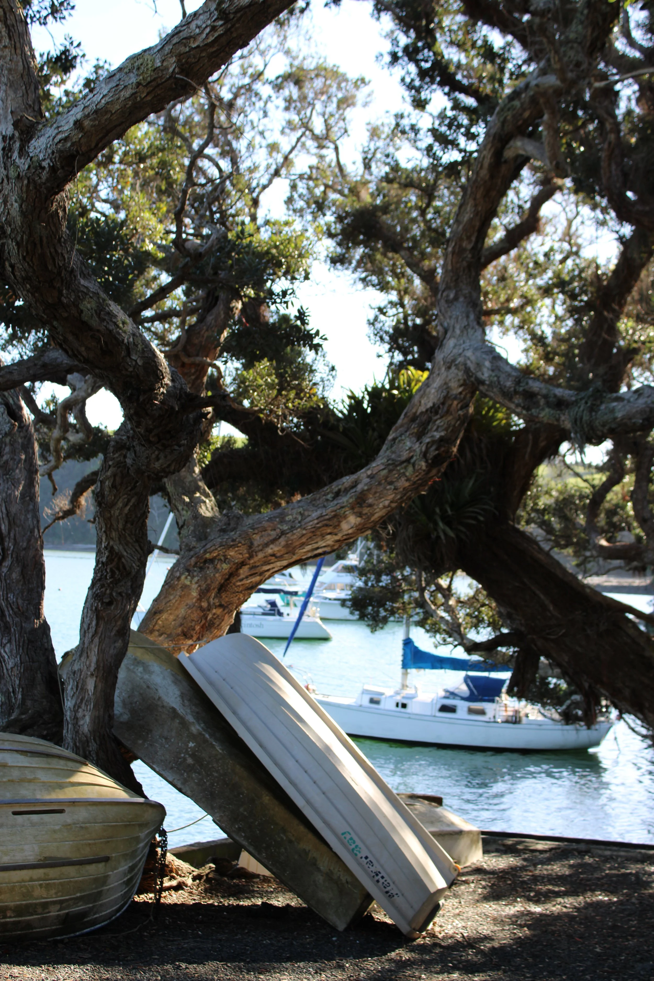 Under the Ti Point Trees