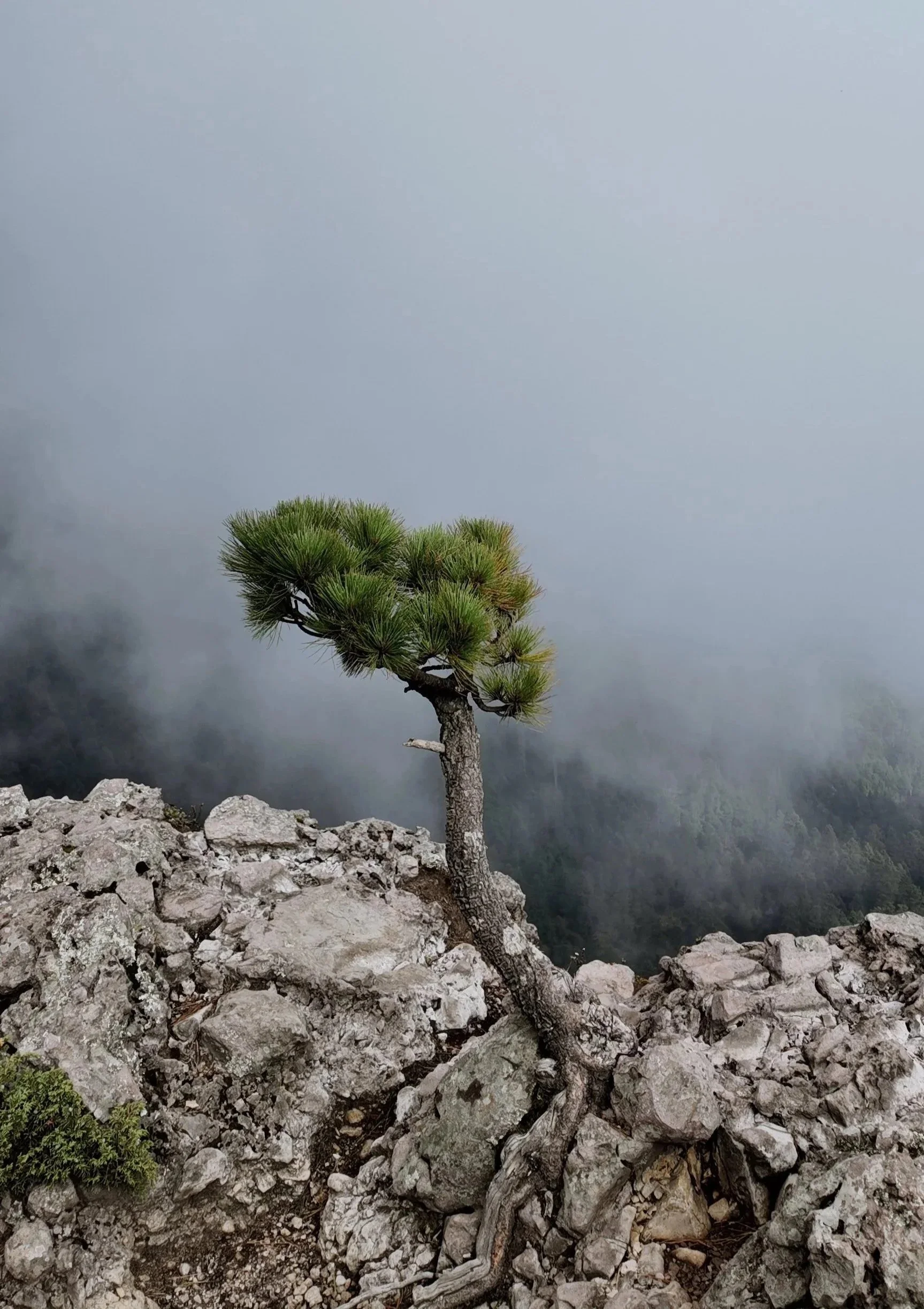 Resiliencia 