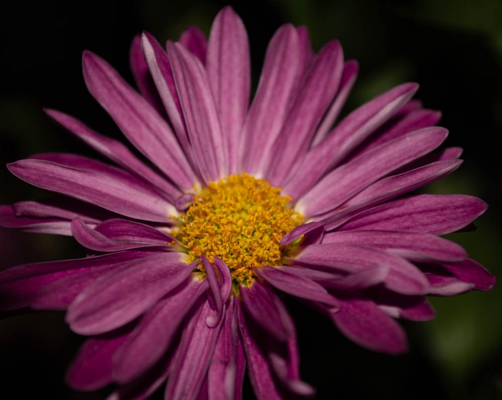DSC_0570.jpeg