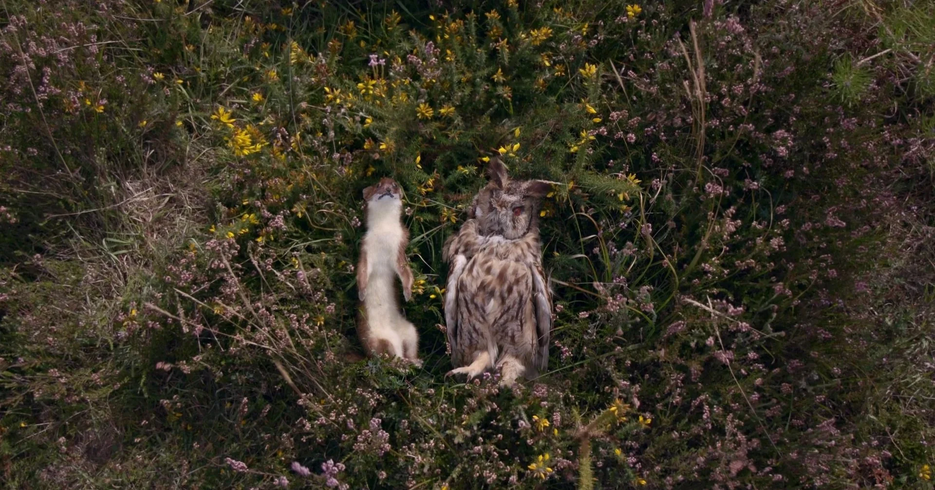 An owl and a ferret lying on their backs on a bed of green plants and purple and yellow flowers.