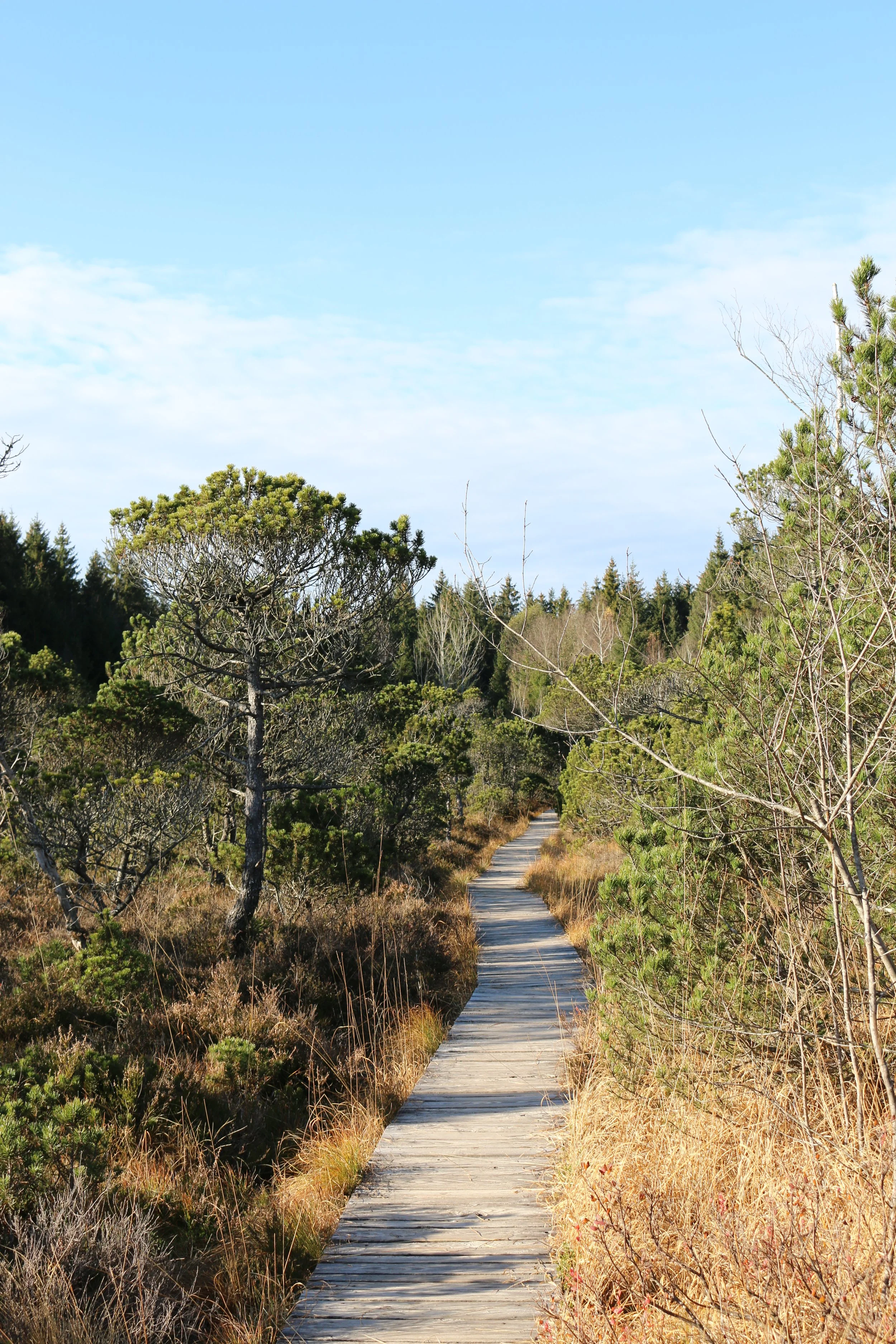 Ein Holzsteg führt durch eine bewaldete Landschaft mit Bäumen und trockenem Gras, unter einem blauen Himmel mit wenigen Wolken.