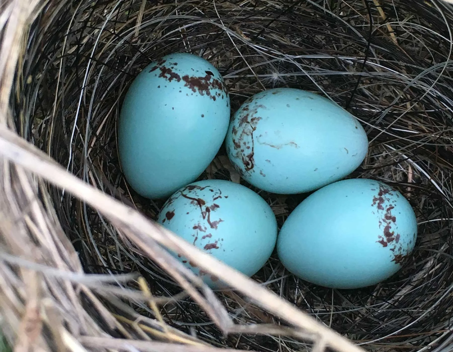 GutterRx prevents birds from making nests and clogging your gutters.