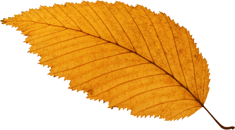 a falling yellow leaf