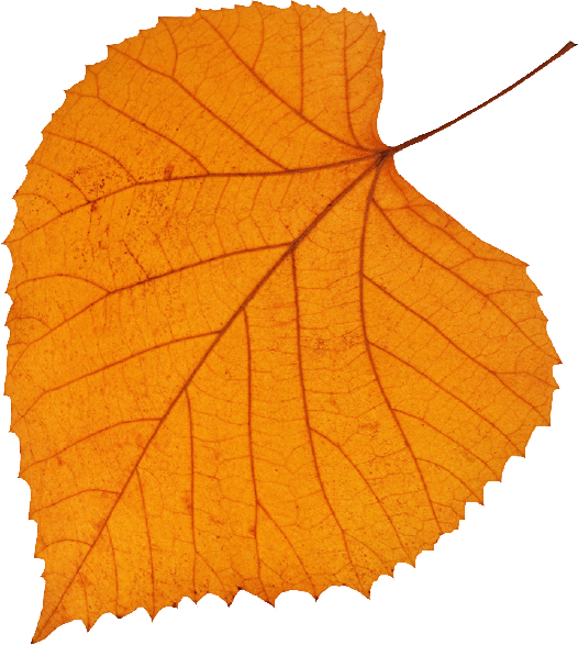 Close-up of an orange autumn leaf with visible veins and a small stem.