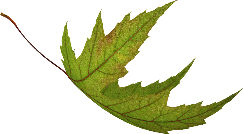 A falling green leaf