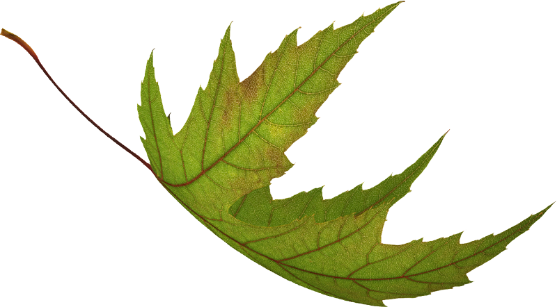 A green leaf falling.