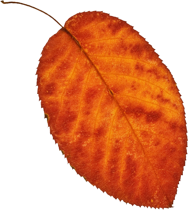 A red leaf falling.