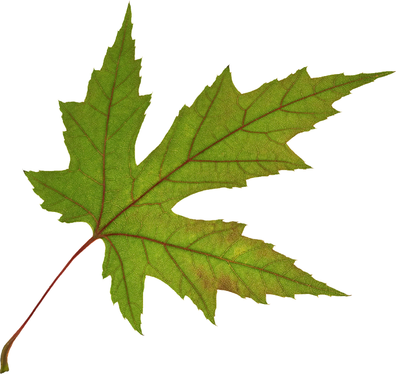 A green leaf falling.
