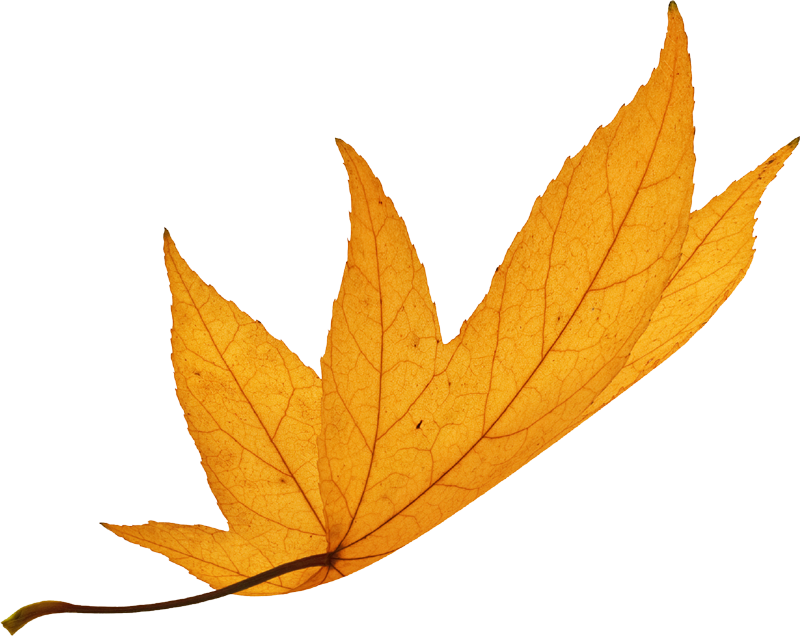 A falling yellow leaf.