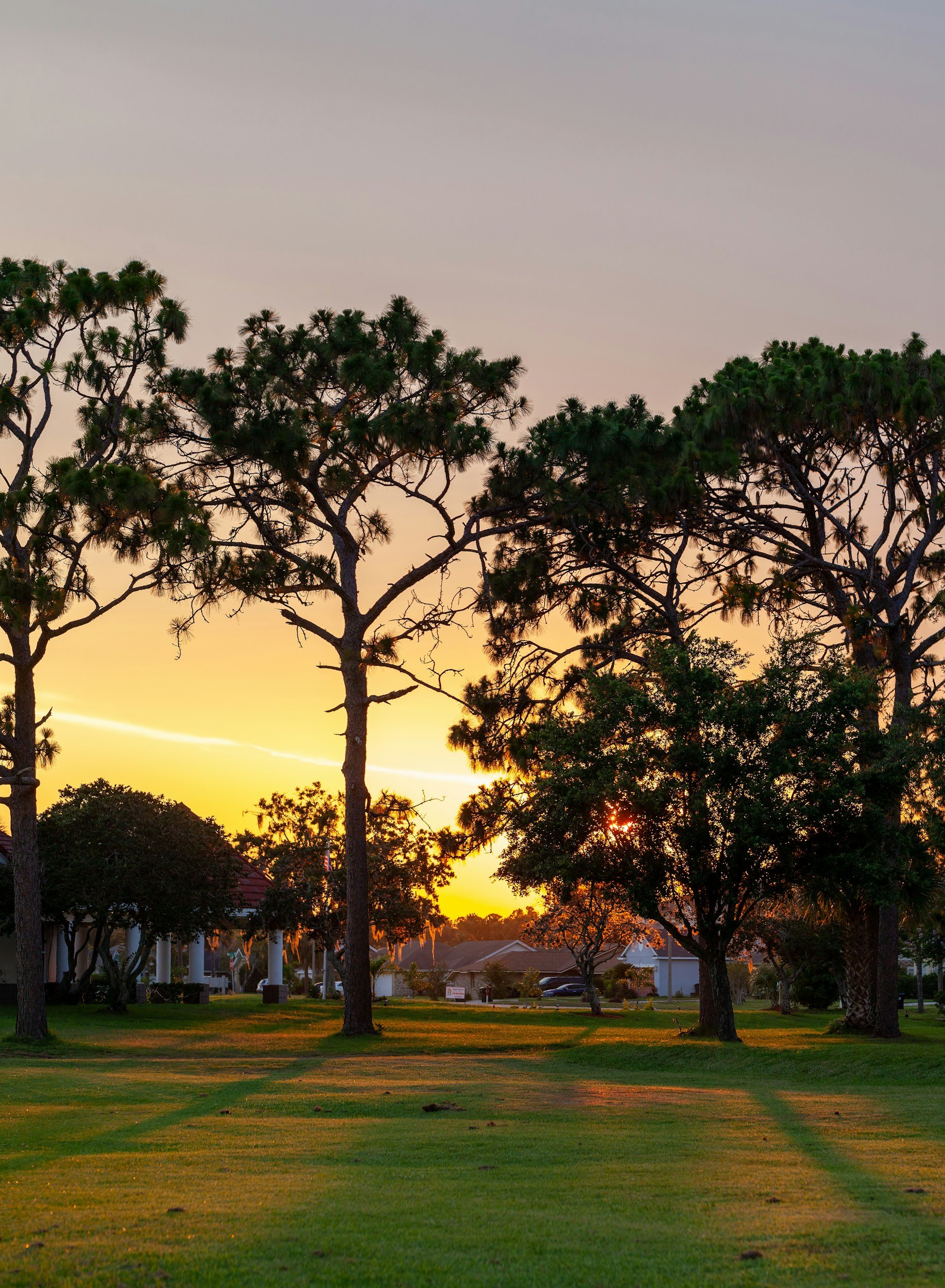 A park scene at sunset with pine trees and grassy lawn, houses visible in the background.