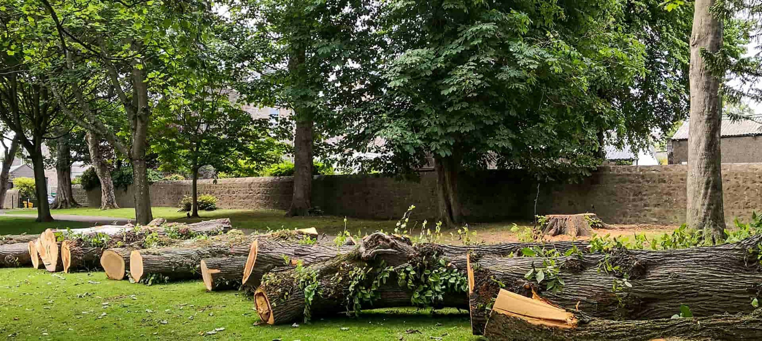 Park scene with fallen tree logs in the foreground, green grass, large leafy trees, and a stone wall in the background.