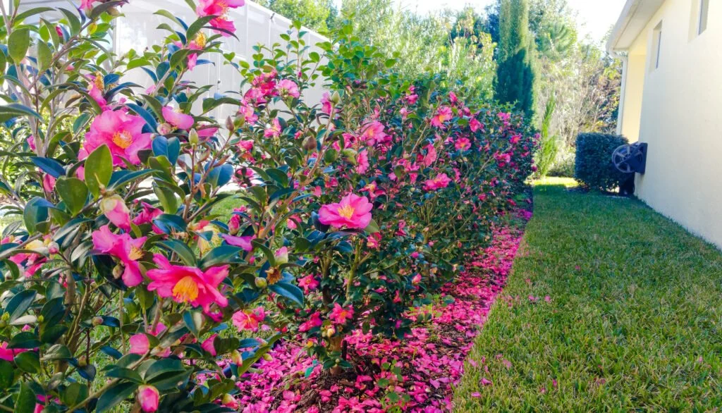 A row of pink flowering bushes next to a green lawn, with a white fence and house in the background.