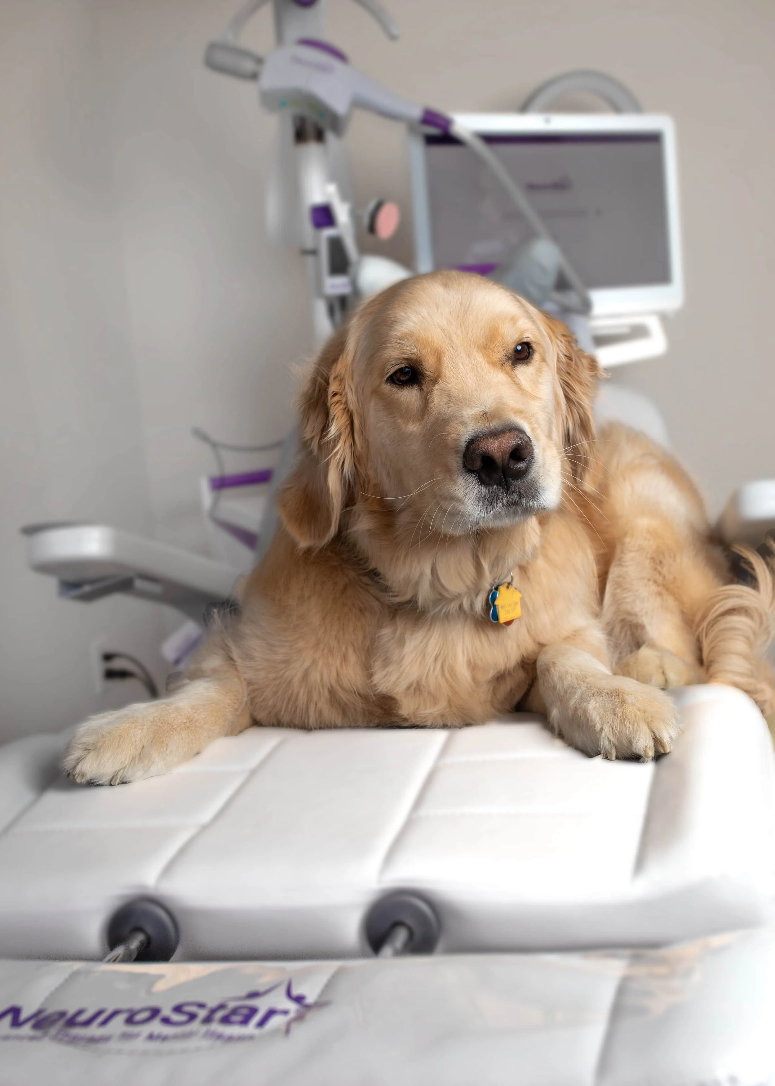 A golden retriever dog lying on a veterinary examination table in a veterinary clinic