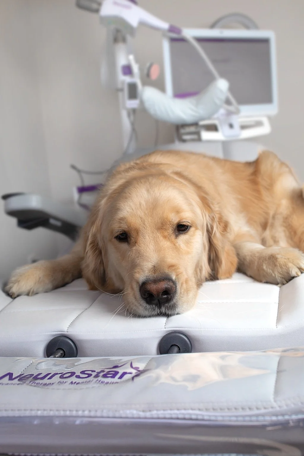 A tired golden retriever dog lying on an examination table in a veterinary clinic, with medical equipment and monitors in the background.