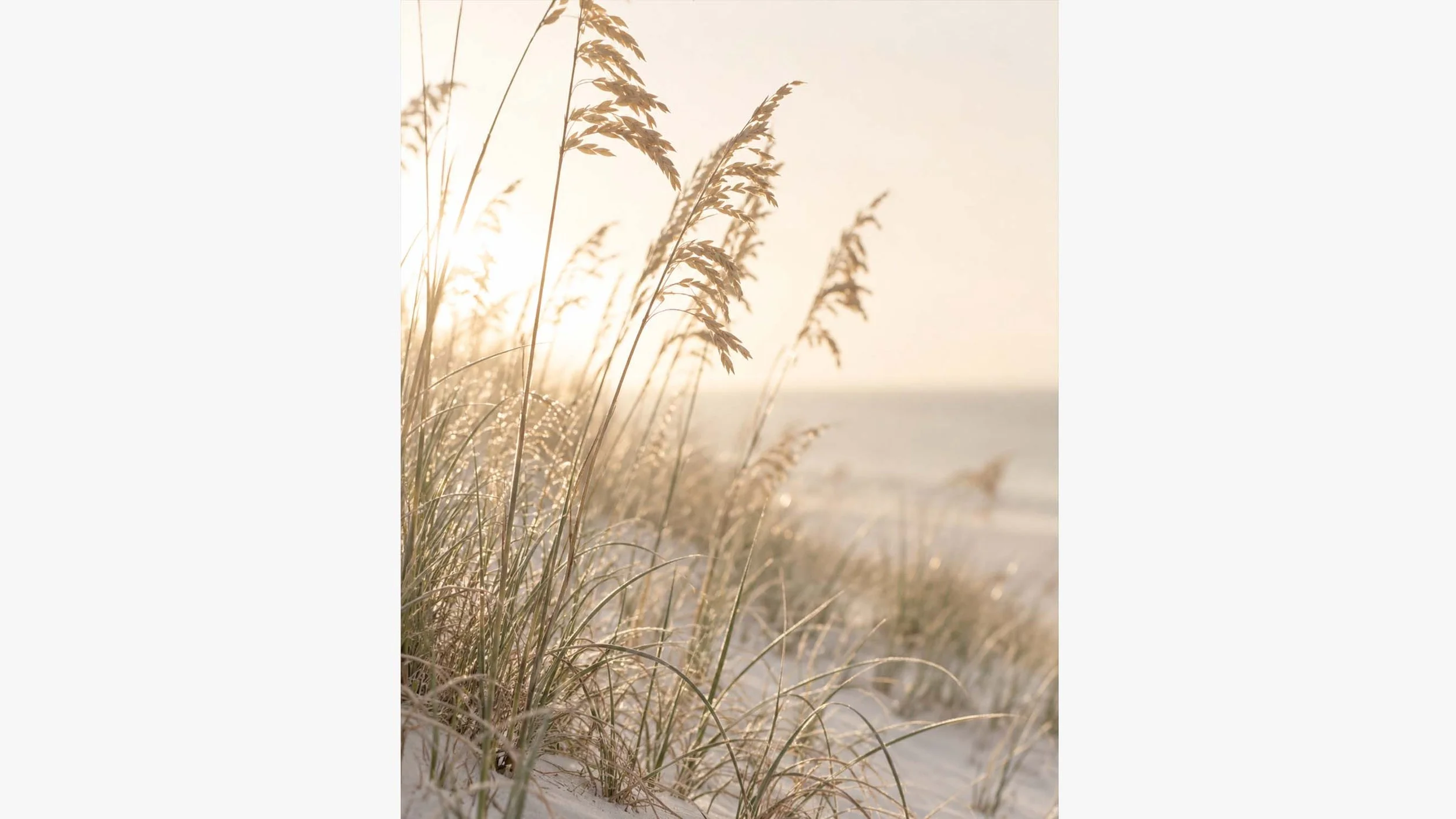 Sun Thread Crop.jpg