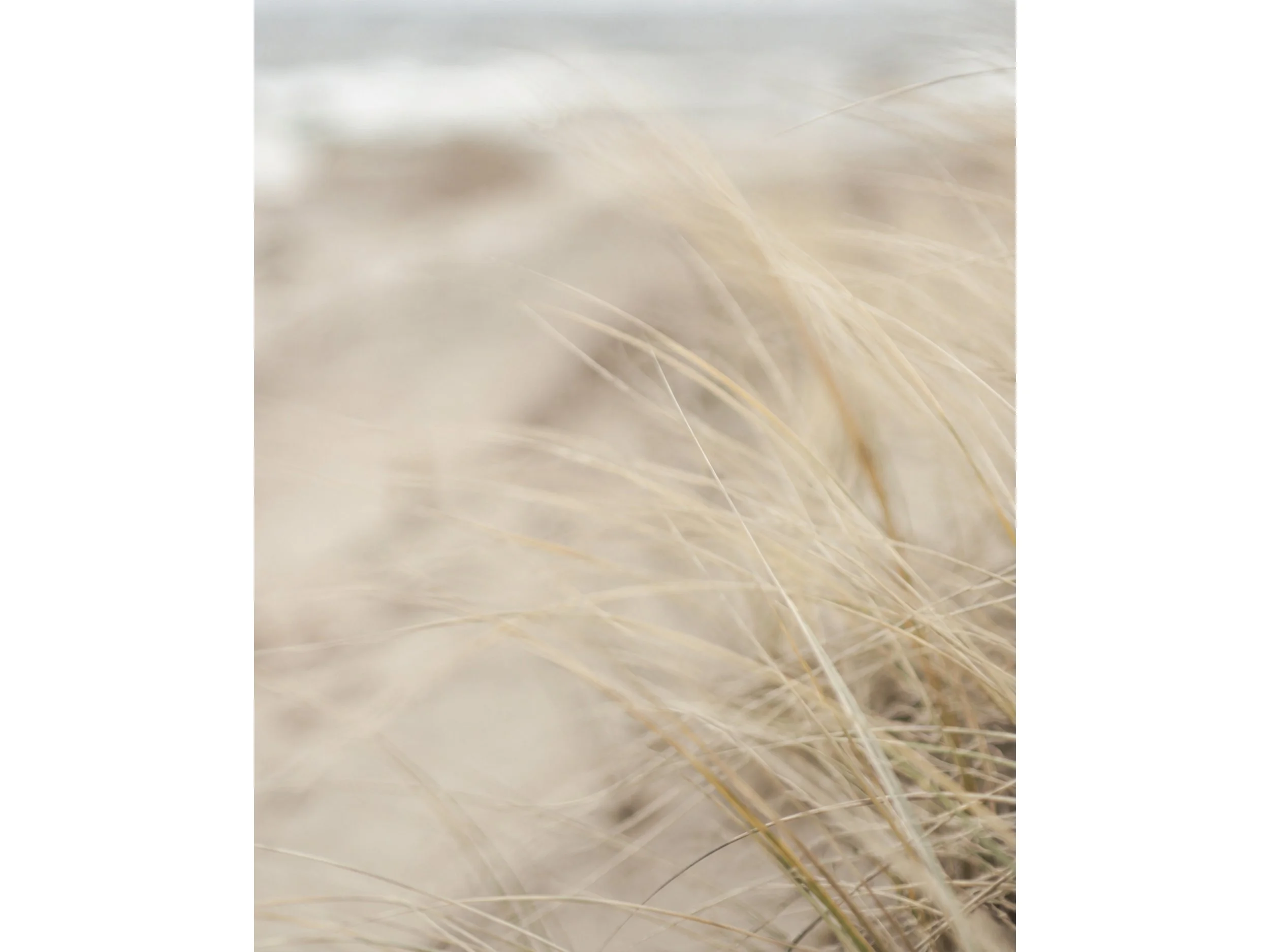 Windblown_Crop.jpg