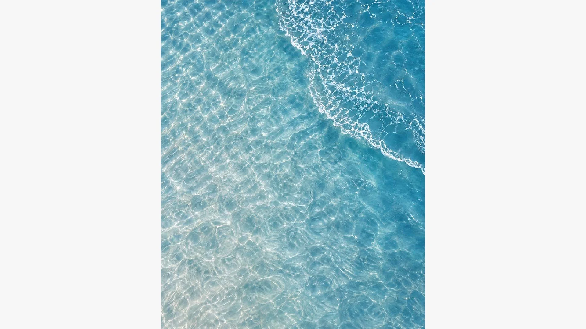 Sea Lace-crop.jpg